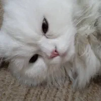 گربه پرشین ماده اماده جفتگیری|گربه|ارومیه, |دیوار