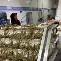 سردخانه ماهی و میگو|فروش دفتر صنعتی، کشاورزی، تجاری|میناب, |دیوار