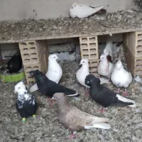 کبوتر پرشتی