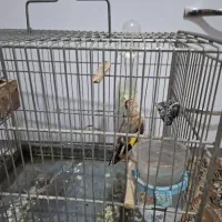 سهره کرمانی|پرنده|قدس, شهرقدس|دیوار