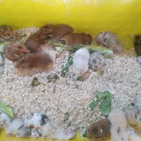 ۲۵ عدد همستر مولد|موش و خرگوش|تهران, پیکان شهر|دیوار