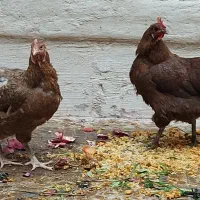 مرغ تخم گذار|حیوانات مزرعه|اهواز, بیست متری شهرداری|دیوار