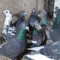 آلمانی کفتر بوم رنجر کفتر جنگی|پرنده|مشهد, کوشش|دیوار