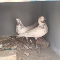 کبوتر فروشی