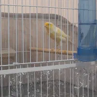 قناری مست آوازخوان|پرنده|تبریز, |دیوار