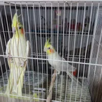 عروس هلندی|پرنده|زبرخان, |دیوار