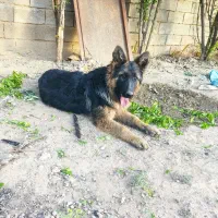 ژرمن شولاین کینگ سایز|سگ|کوار, |دیوار