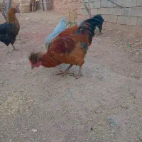 یک مرغ کاکولی و یک خروس کاکولی|حیوانات مزرعه|تربت جام, جامی|دیوار