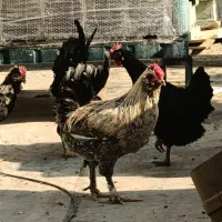 خروس گلین|حیوانات مزرعه|ری, ولی آباد|دیوار