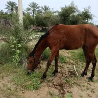 اسب|اسب و تجهیزات اسبسواری|بلوک, |دیوار