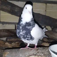 طوقی|پرنده|لردگان, |دیوار