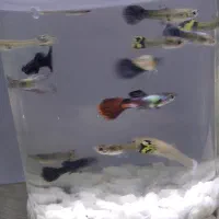 پک 10 عددی ماهی گپی