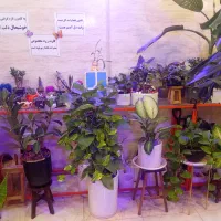 کافه گل|گل و گیاه طبیعی|فولادشهر, B8|دیوار