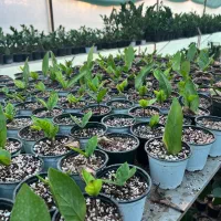 گل و گیاه-گل آپارتمانی-گلخانه|گل و گیاه طبیعی|کوهی‌خیل, |دیوار