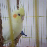 عروس هلندی ۱ ساله با قفس