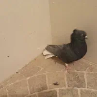 کفتر نقش|پرنده|نائین, |دیوار