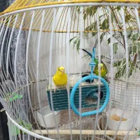 مرغ عشق با قفس|پرنده|بندر امام خمینی, |دیوار