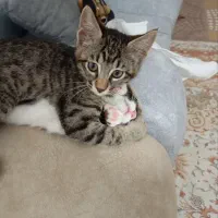 واگذاری بچه گربه محدوده شهسوار (تنکابن)