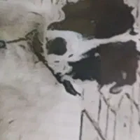 سگ قهدرجانی نر