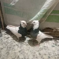 کفتر کوارتبعدی|پرنده|کوار, |دیوار