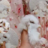 بچه خرگوش لوپ هلندی اصیل