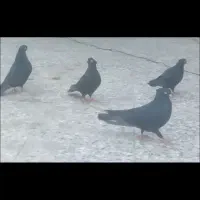 کبوتر