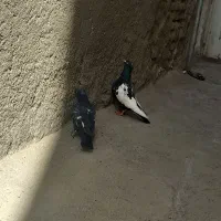 کبوتر|پرنده|مشهد, کارگران|دیوار