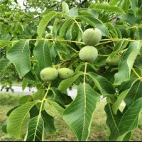 فروش زمین کشاورزی