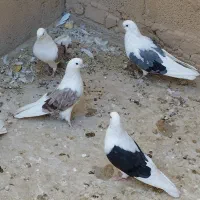 کبوتر دوکت و یکت