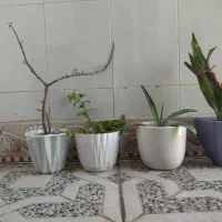 حراج گل و  گلدان