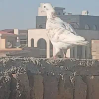 پرنده