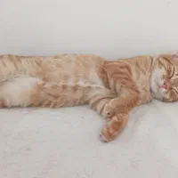 گربه