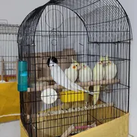 سه جفت عروس جوجه داده مطمین به شرط پنجو نیم