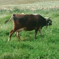 گاو و گوساله