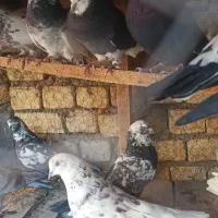 کبوتر پرشی|پرنده|مبارکه, |دیوار