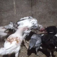 خروس لاری|حیوانات مزرعه|مریوان, |دیوار