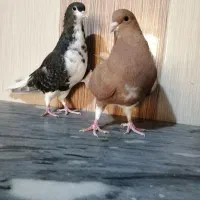 کبوتر دم سفید خوشرنگ وکله ای|پرنده|برازجان, |دیوار