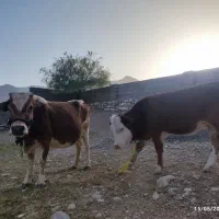 گاو و گوساله