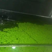 گیاه عدسی رو آبی اکواریوم