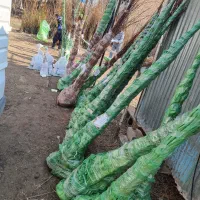 ارائه درخت سنوبرسیاه ۱ الی۱نیم متری(۳۵هزار)|خدمات باغبانی و درختکاری|آلاشت, |دیوار