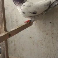 کفتر پاکستانی