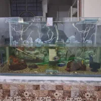 اکواریوم