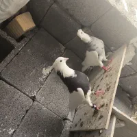 کبوتر طوقی کرمانشاهی