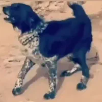 توله لاس روزگاری ۹ ماه|سگ|خنجین, |دیوار