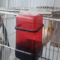 عروس هلندی مولد|پرنده|گلبهار, شهر جدید گلبهار|دیوار