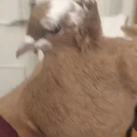 کبوتر|پرنده|تبریز, |دیوار