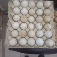 تخم مرغ ارگانیک بوقلمون محلی