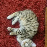 واگذاری رایگان بچه گربه|گربه|اصفهان, حسین‌آباد|دیوار