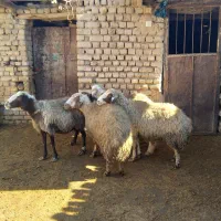 گوسفند چاق|حیوانات مزرعه|معصومیه, |دیوار