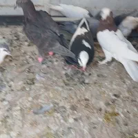فروش کفتر
